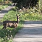 Reh im Pietzmoor