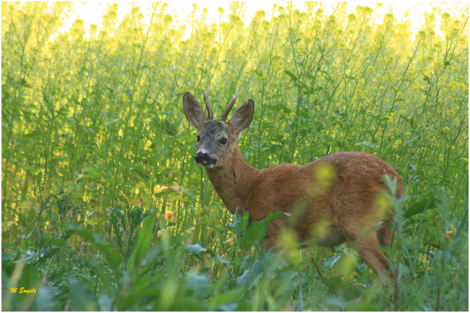 Reh im Rapsfeld