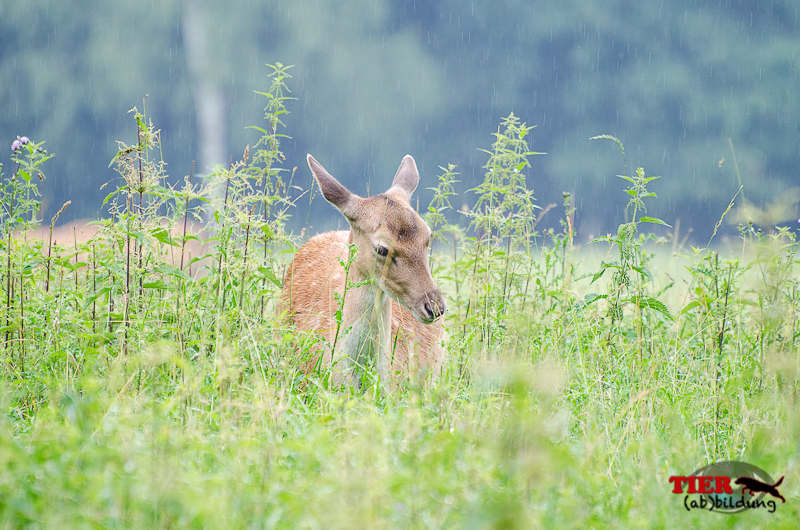 Reh im Regen