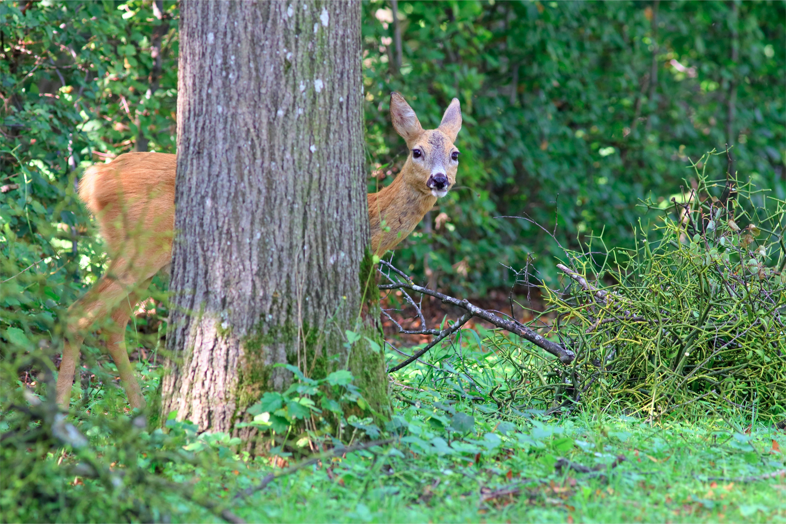 Reh im Schlosspark 