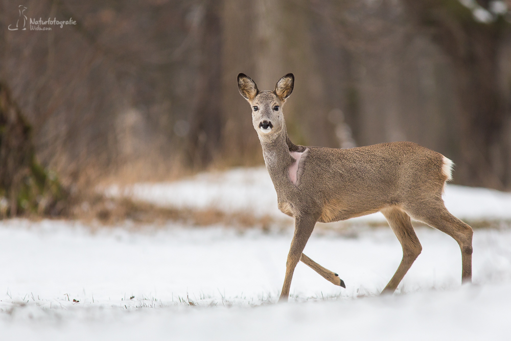 Reh im Schnee