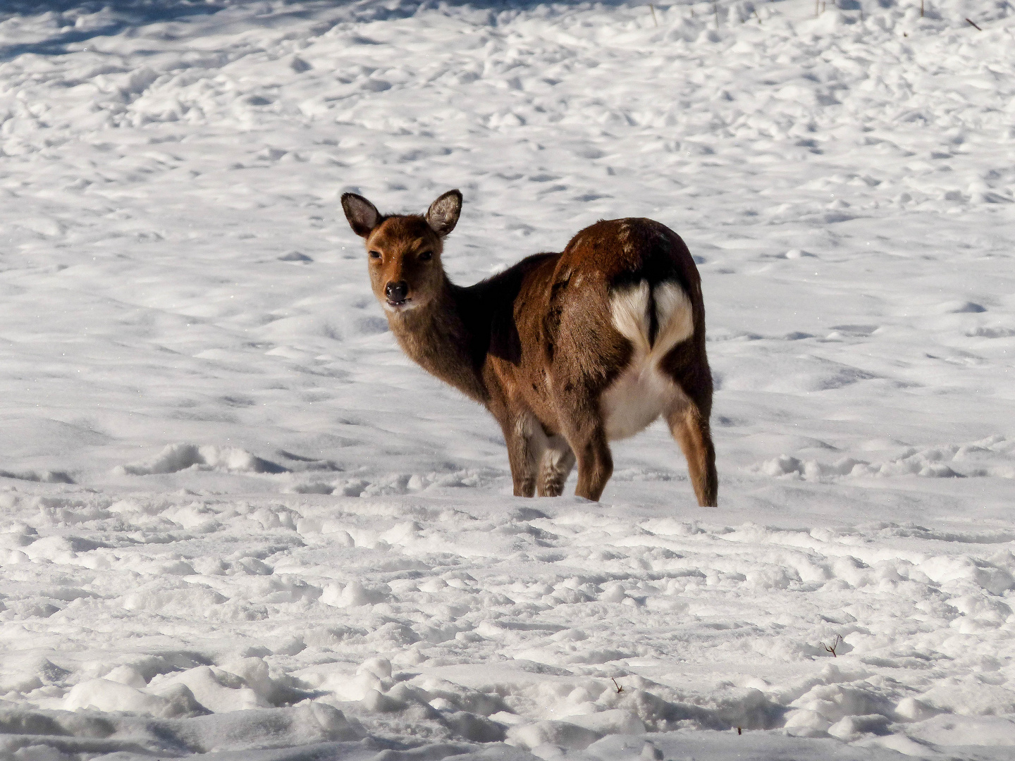 Reh im Schnee