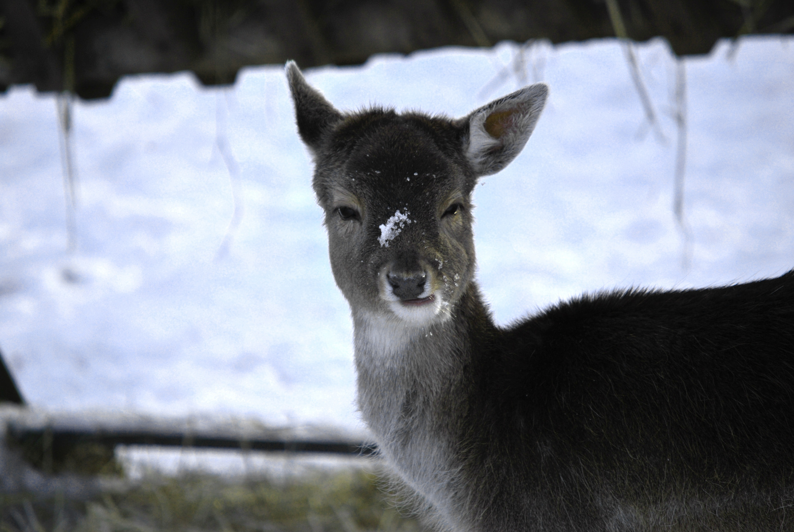 Reh im Schnee