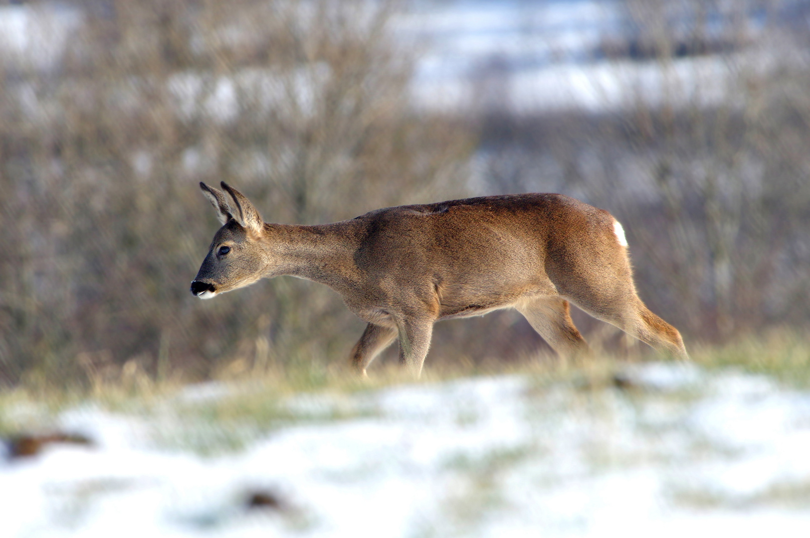 Reh im Schnee