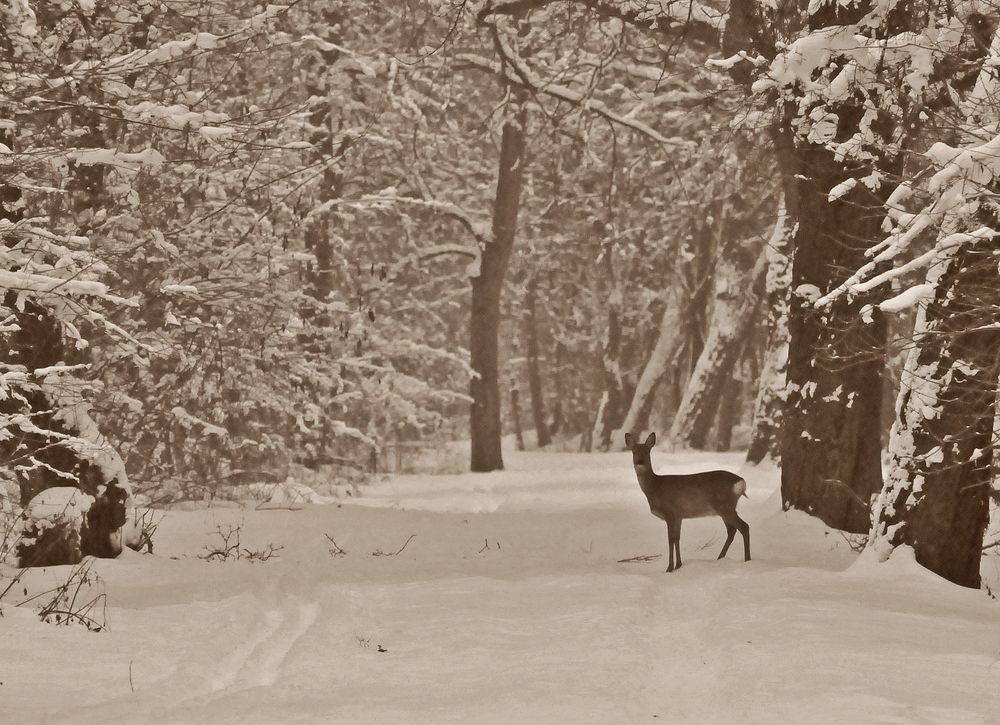 Reh im Schnee