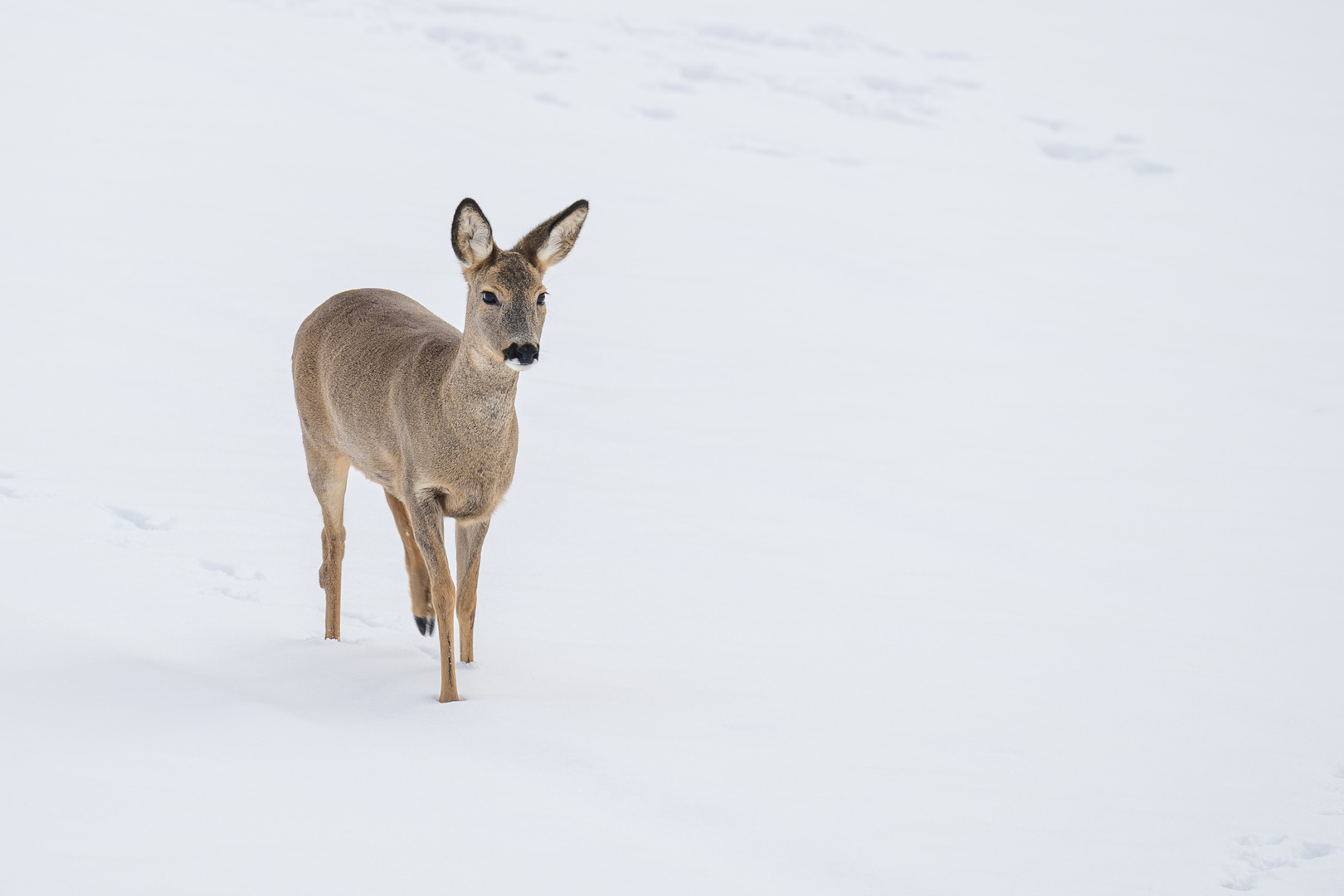 Reh im Schnee