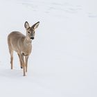 Reh im Schnee