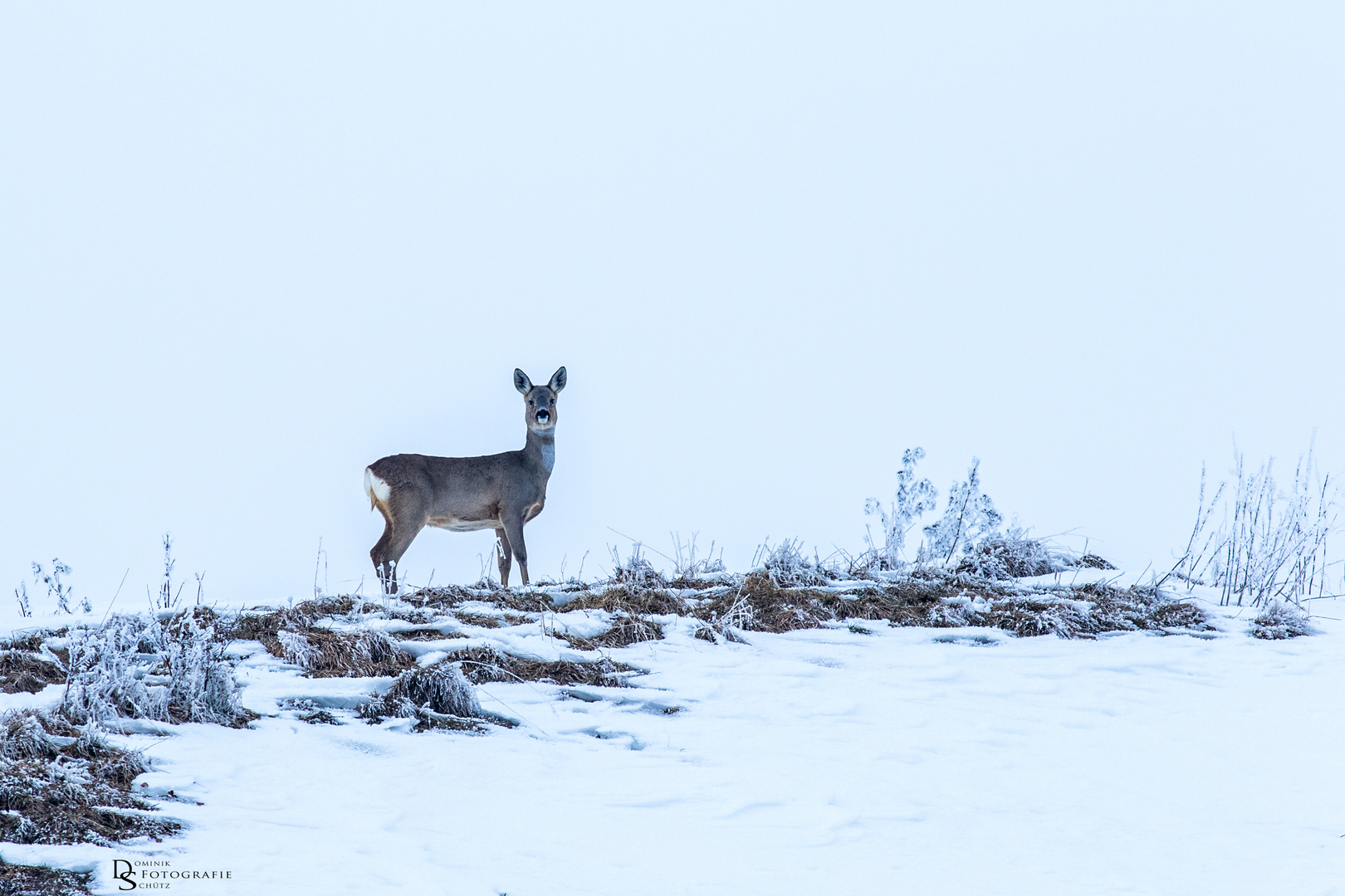 Reh im Schnee