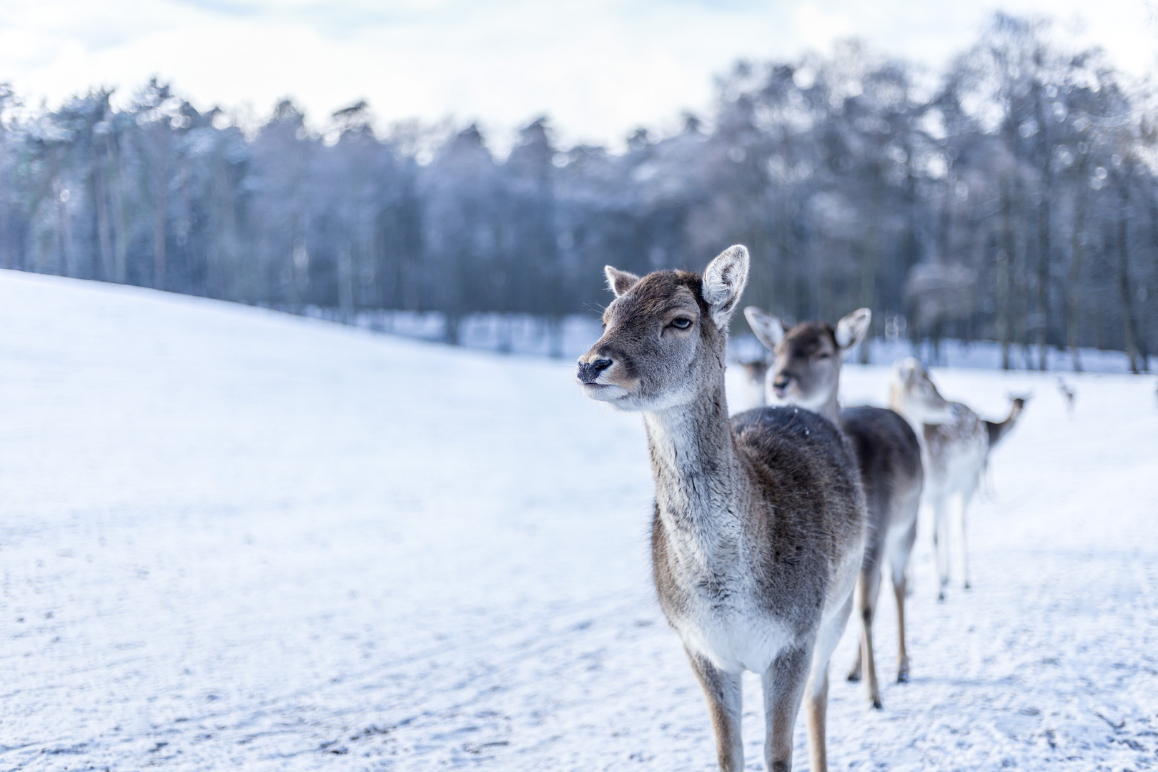 Reh im Schnee