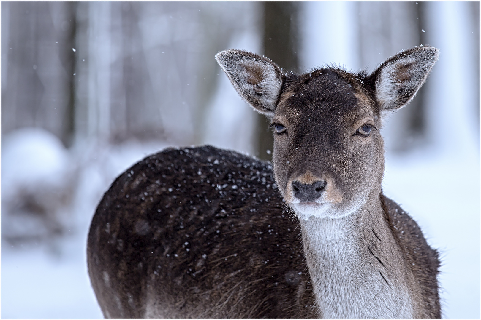 Reh im Schnee