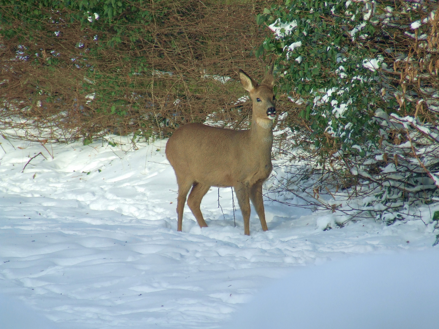 Reh im Schnee