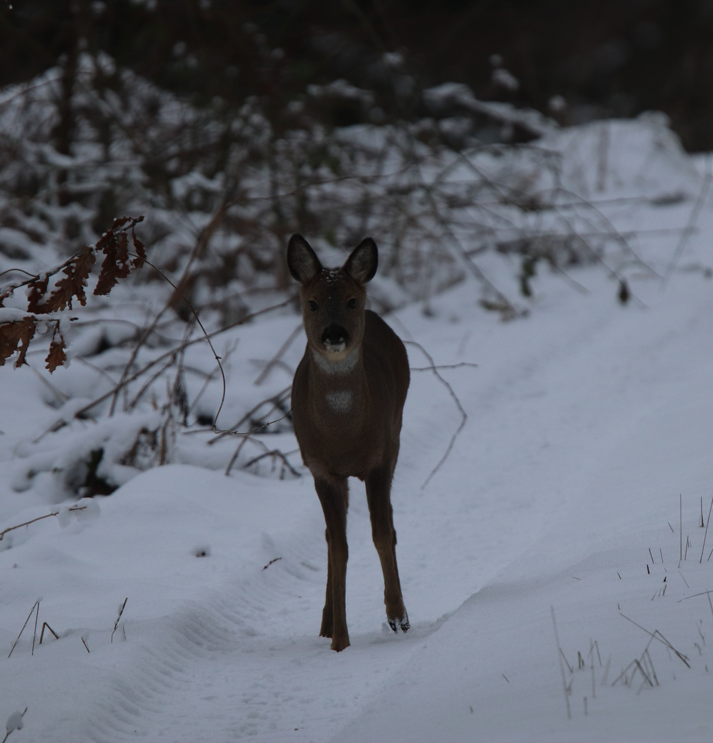 Reh im Schnee 