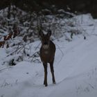 Reh im Schnee 