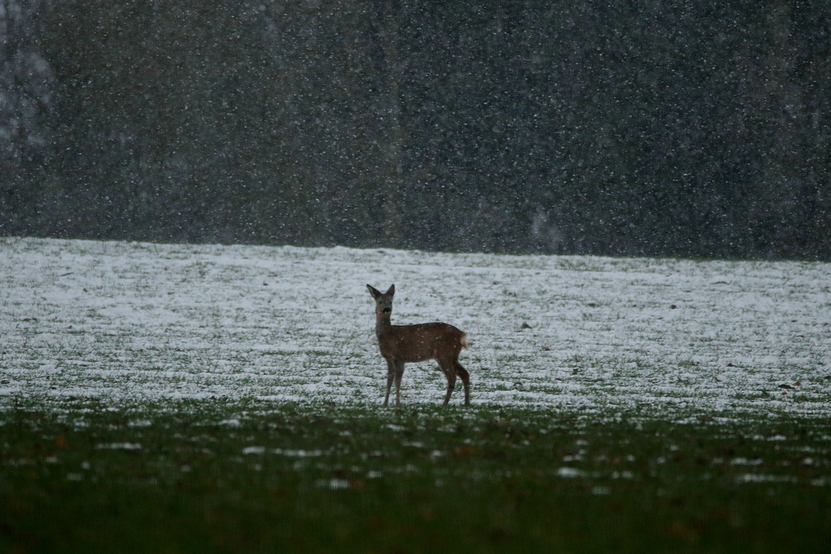 Reh im Schnee 