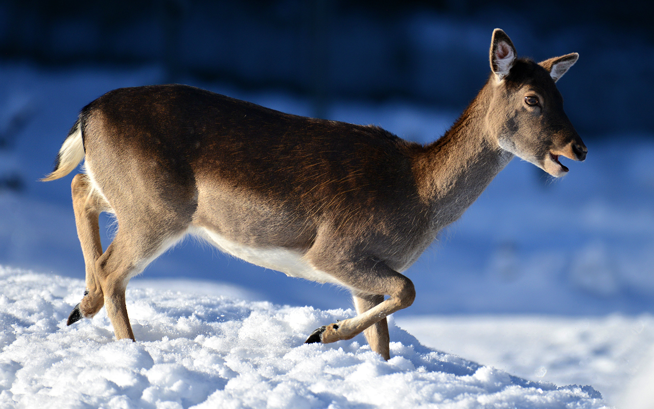 Reh im Schnee