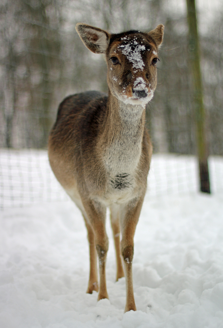 Reh im Schnee