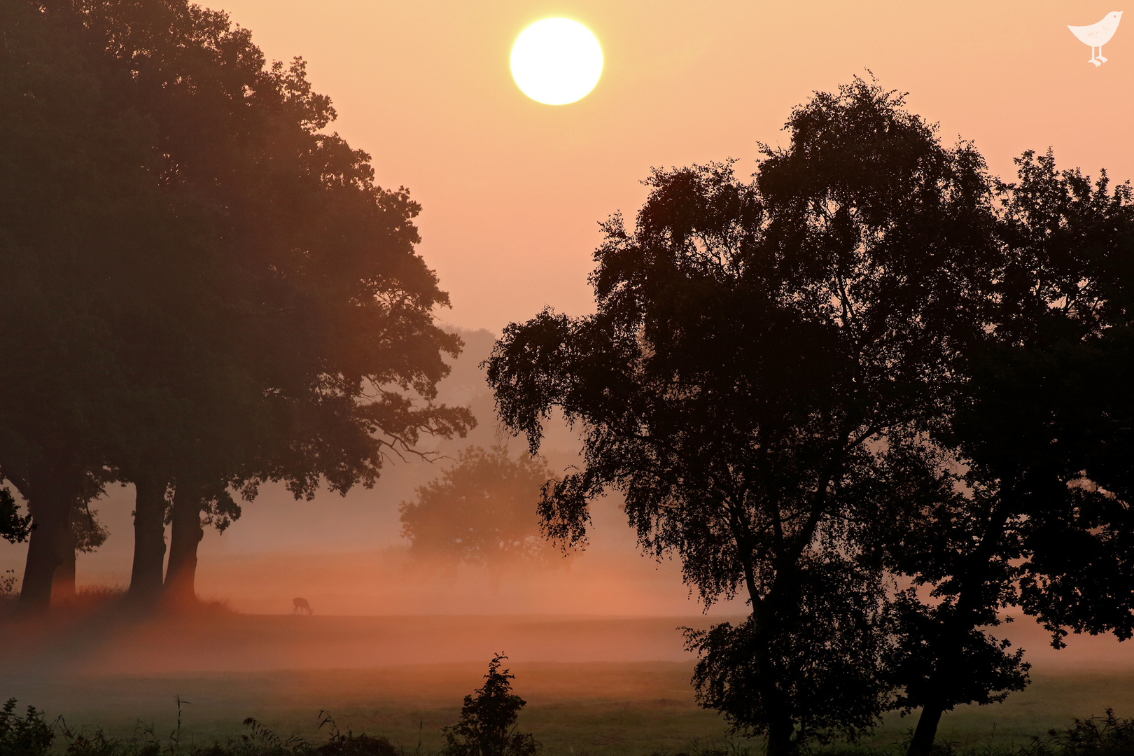 Reh im Sonnenaufgang