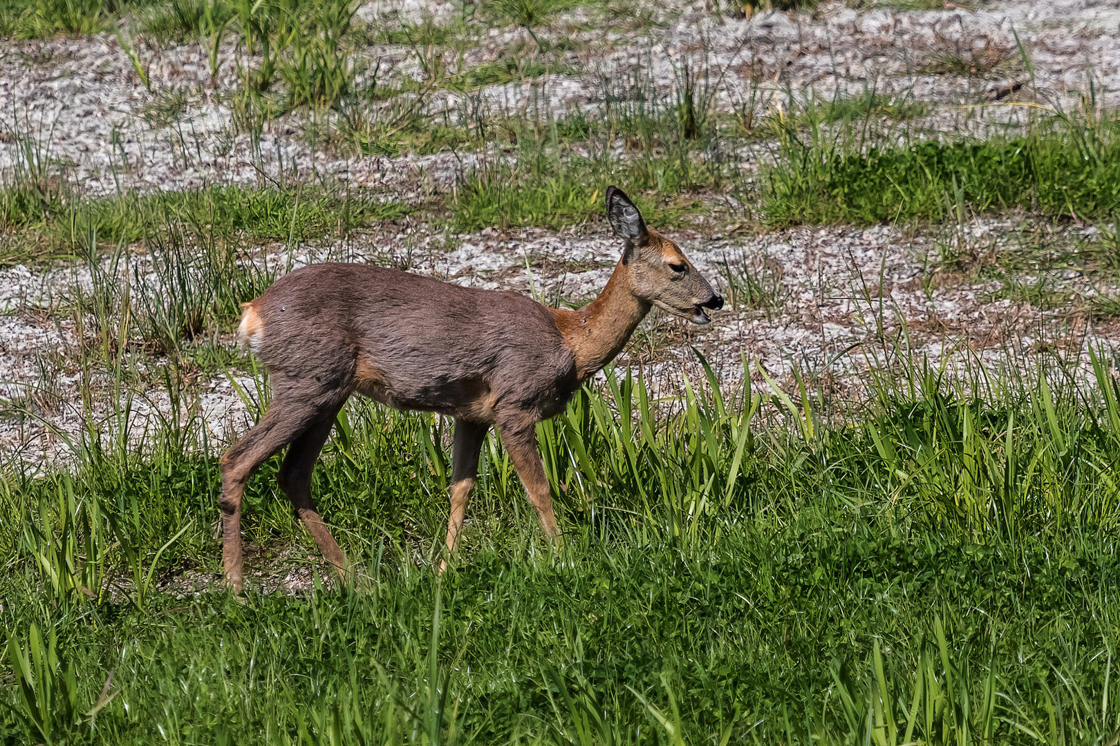 Reh im Spreewald