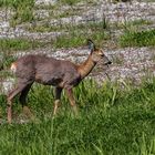 Reh im Spreewald