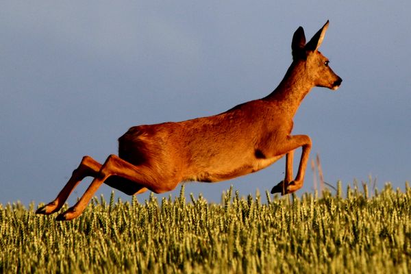 Reh im Sprung