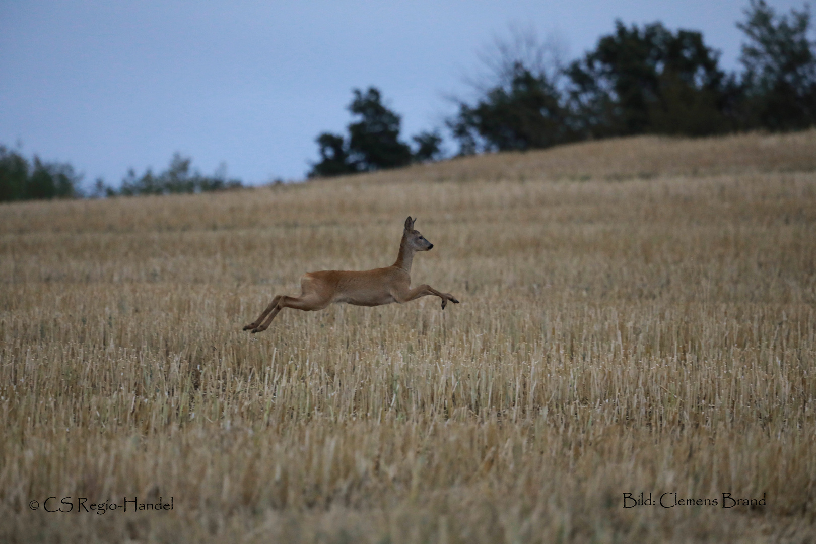 Reh im Sprung oder Wildfleisch in Bewegung.