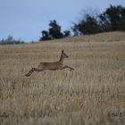 Reh im Sprung oder Wildfleisch in Bewegung.