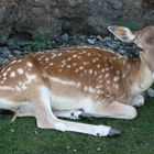 Reh im Tierpark Goldau