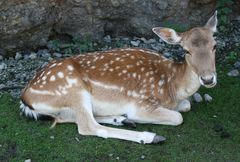 Reh im Tierpark Goldau