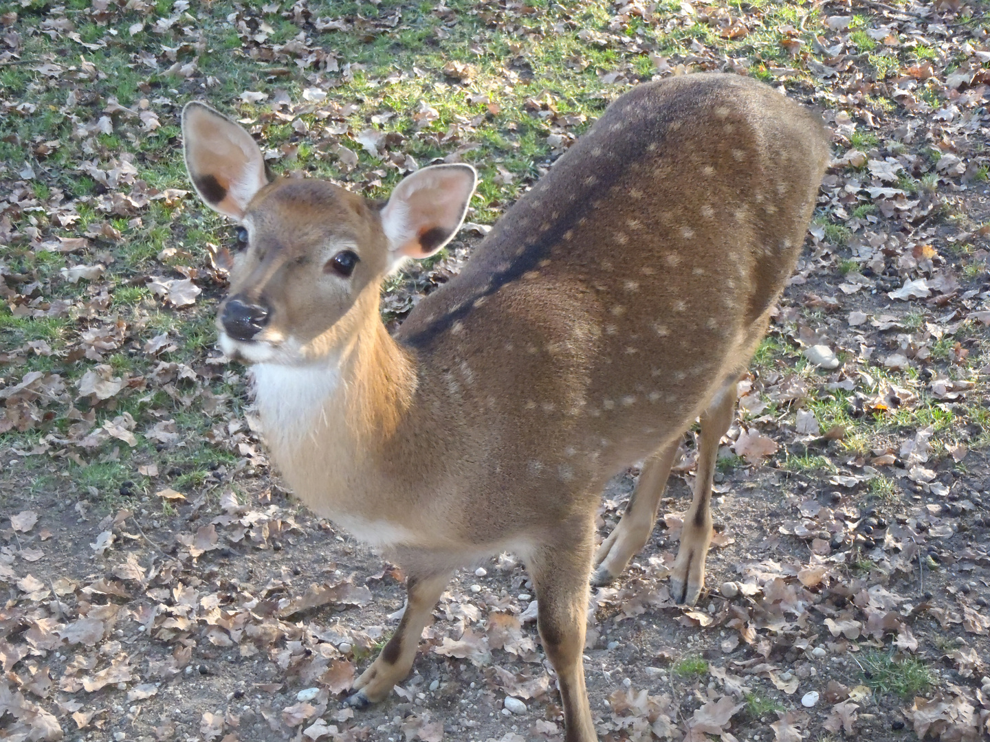 Reh im Tierpark Linz