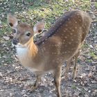 Reh im Tierpark Linz