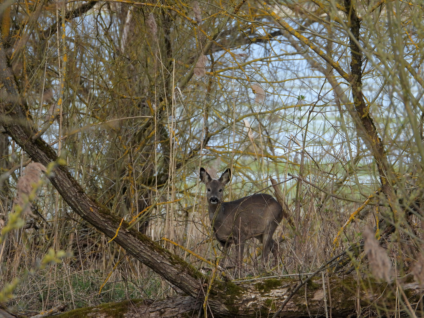 Reh im Trockenpolder.......