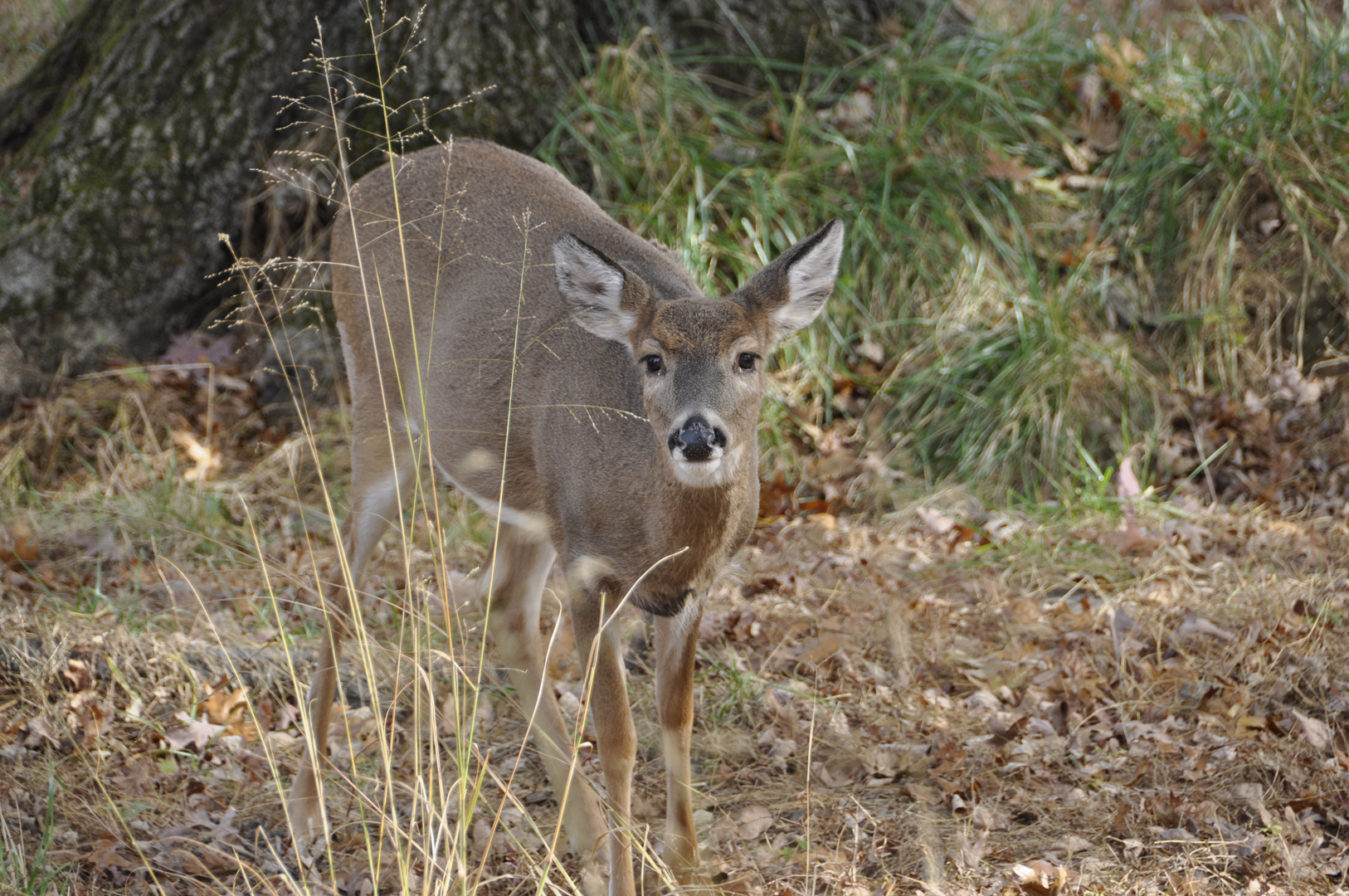 Reh im Valley Forge