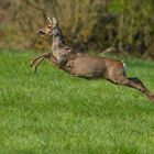 Reh im Vorbeiflug