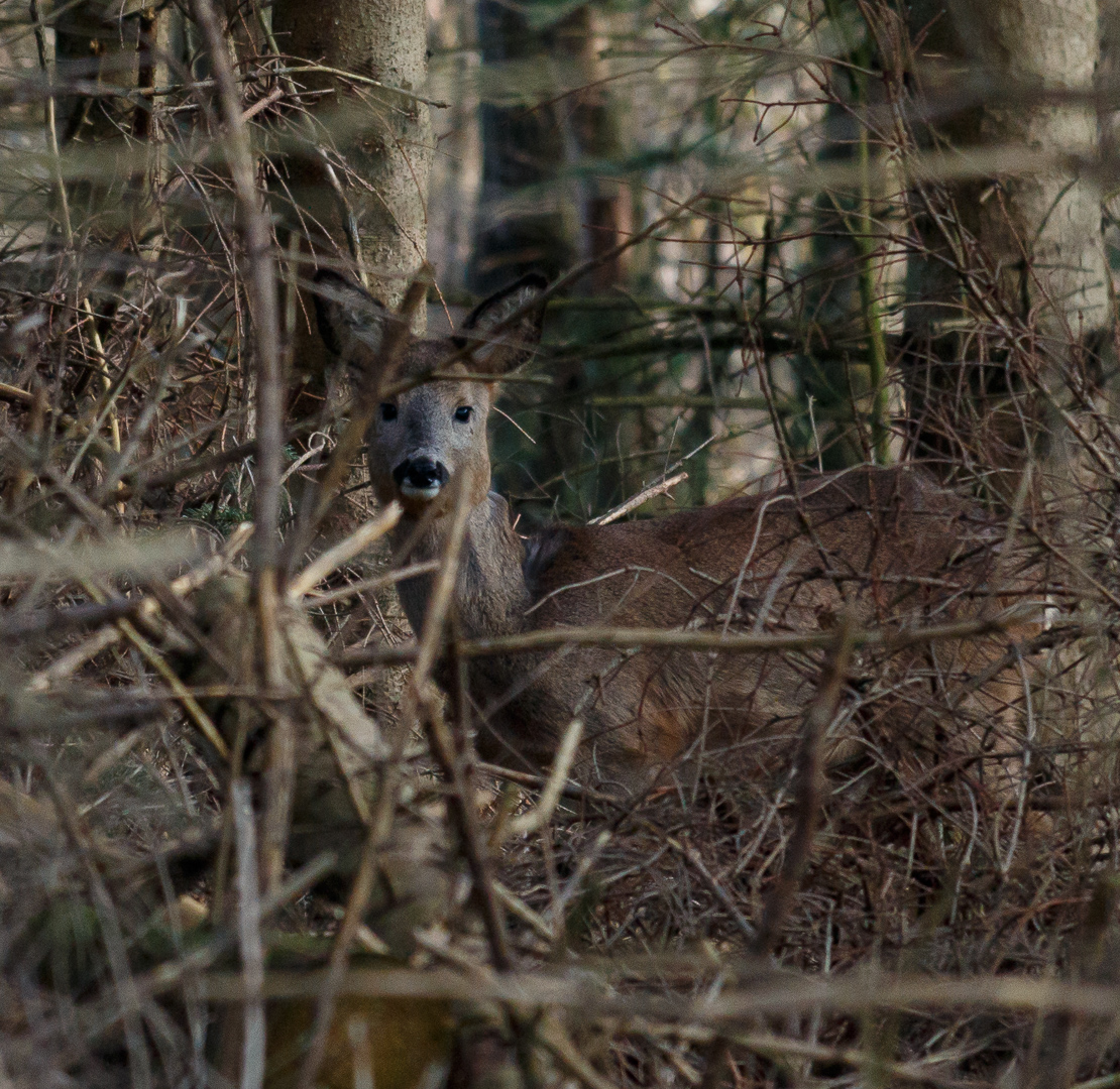 Reh im Wald