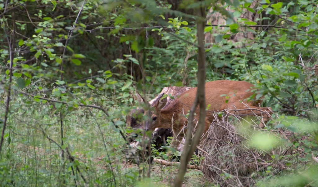 Reh im Wald 3