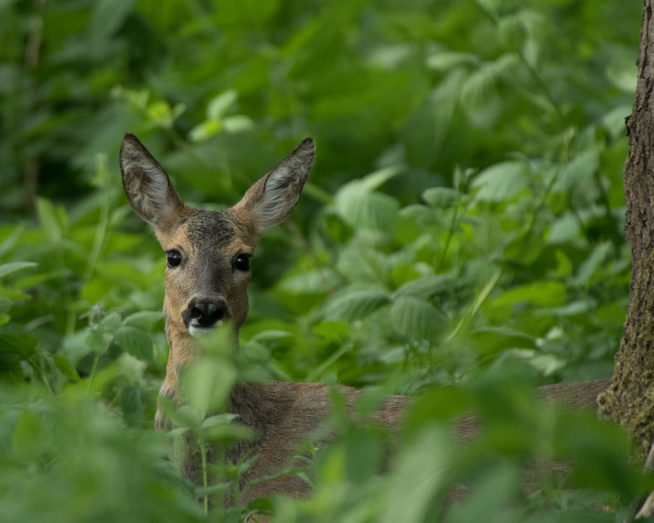 Reh im Wald