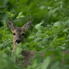 Reh im Wald