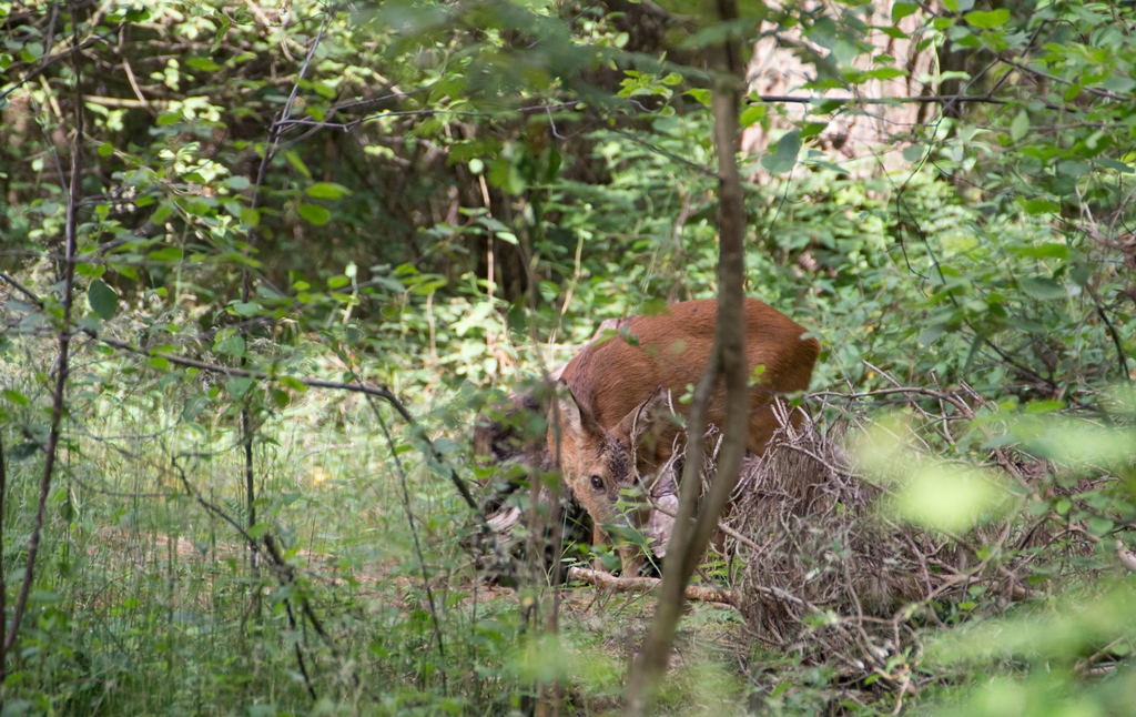 Reh im Wald 4