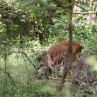 Reh im Wald 4