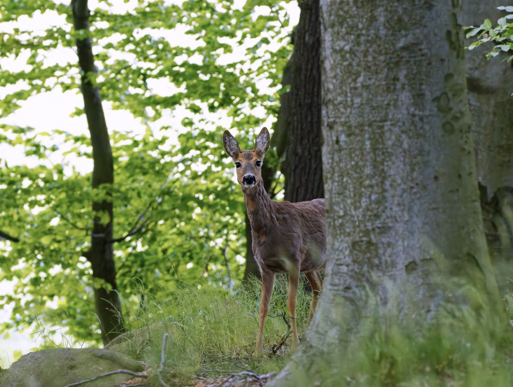 Reh im Wald