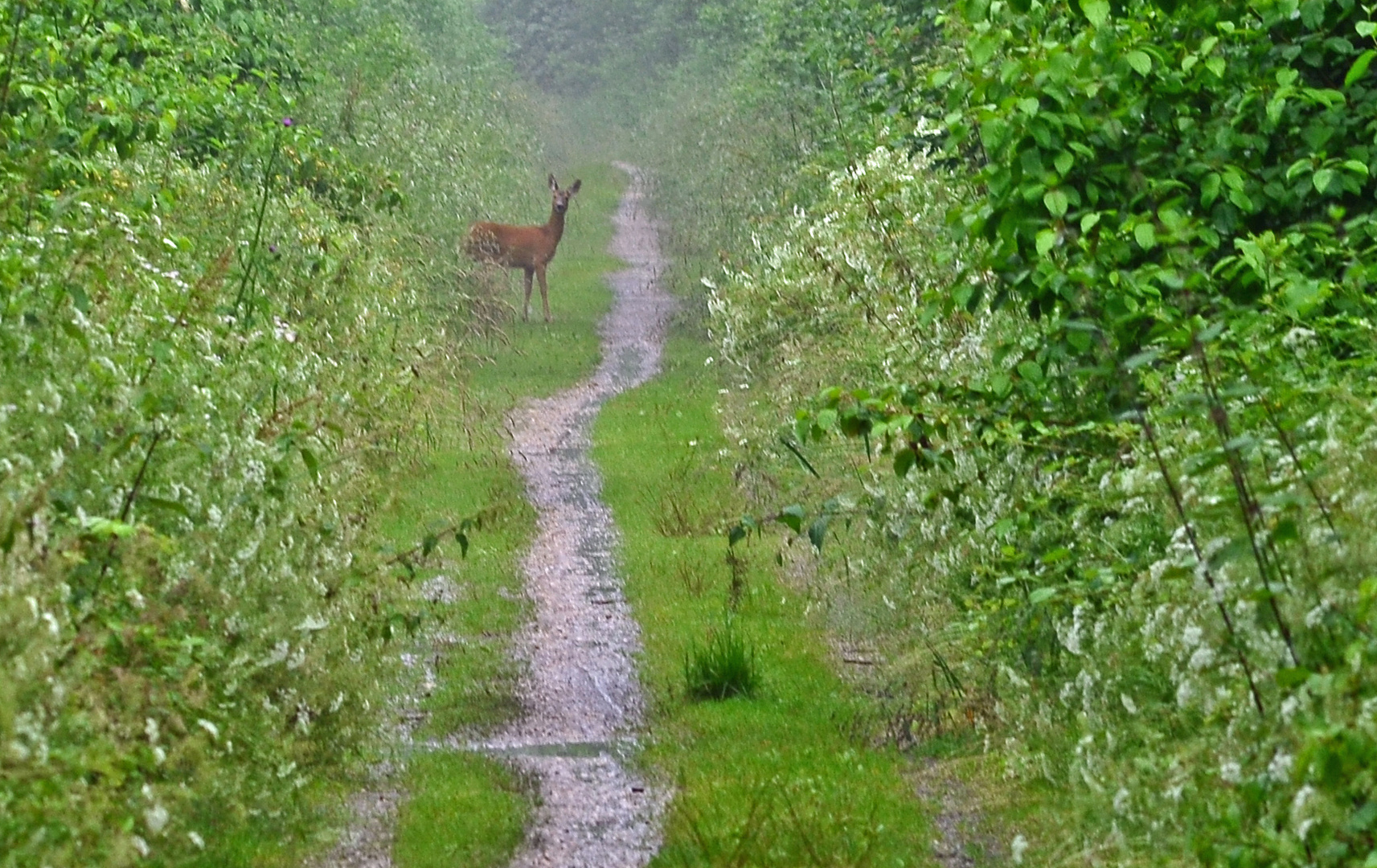 Reh im Wald