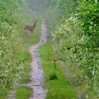 Reh im Wald