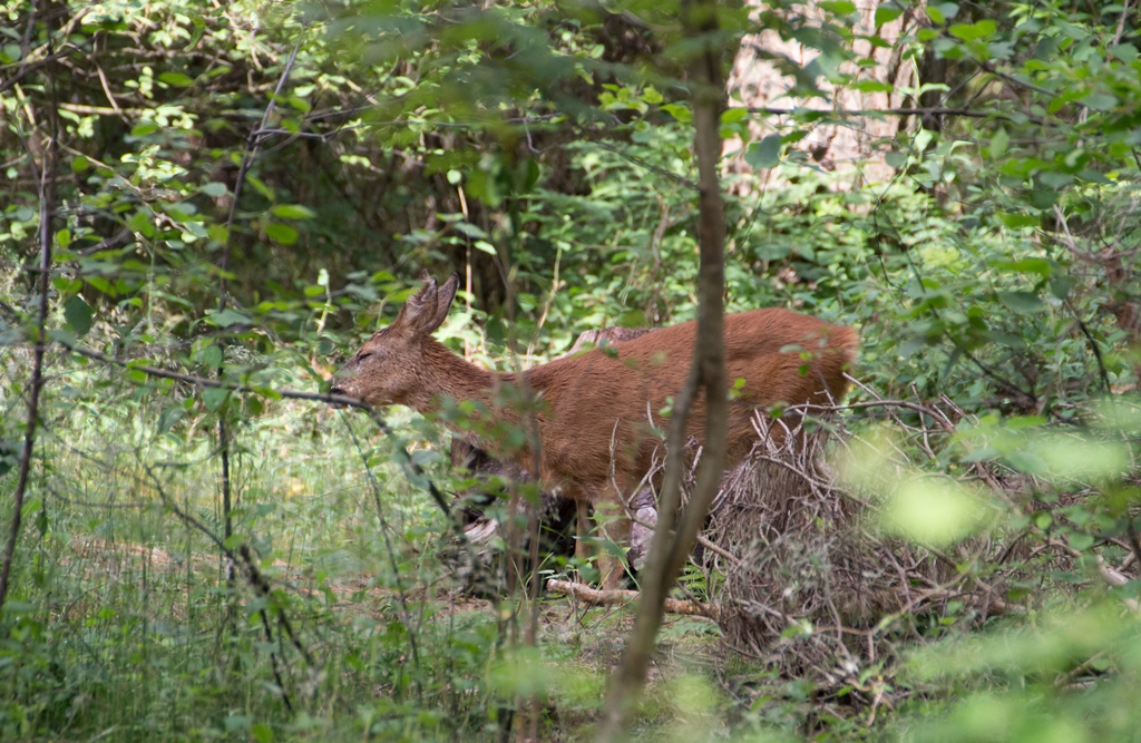 Reh im Wald