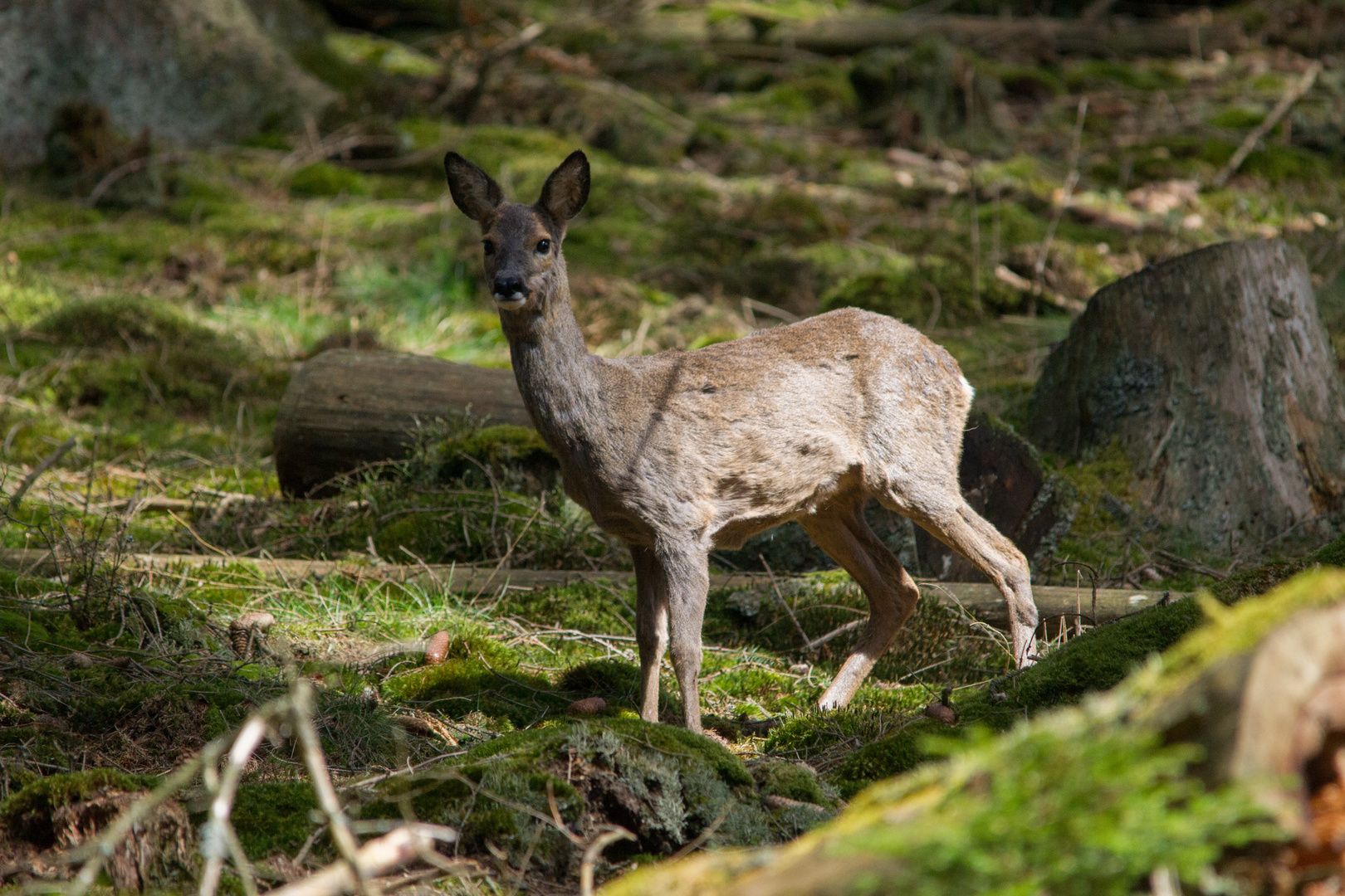 Reh im Wald