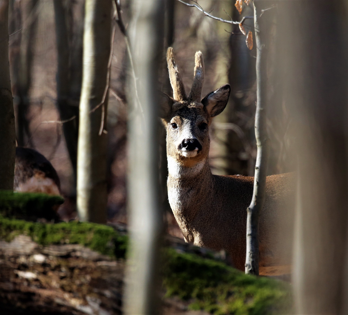 Reh im Wald