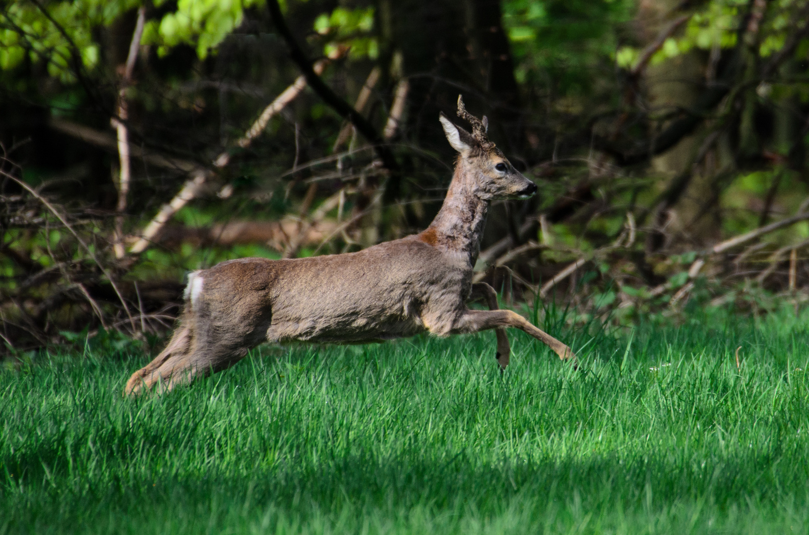 Reh Im Wald Foto Bild Tiere Wildlife Saugetiere Bilder Auf Fotocommunity