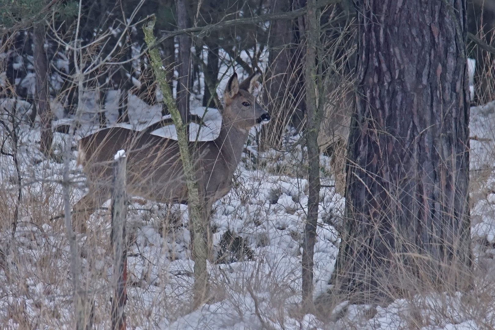 Reh im Wald