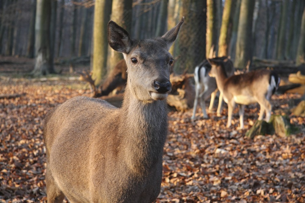 Reh im Wald