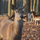 Reh im Wald