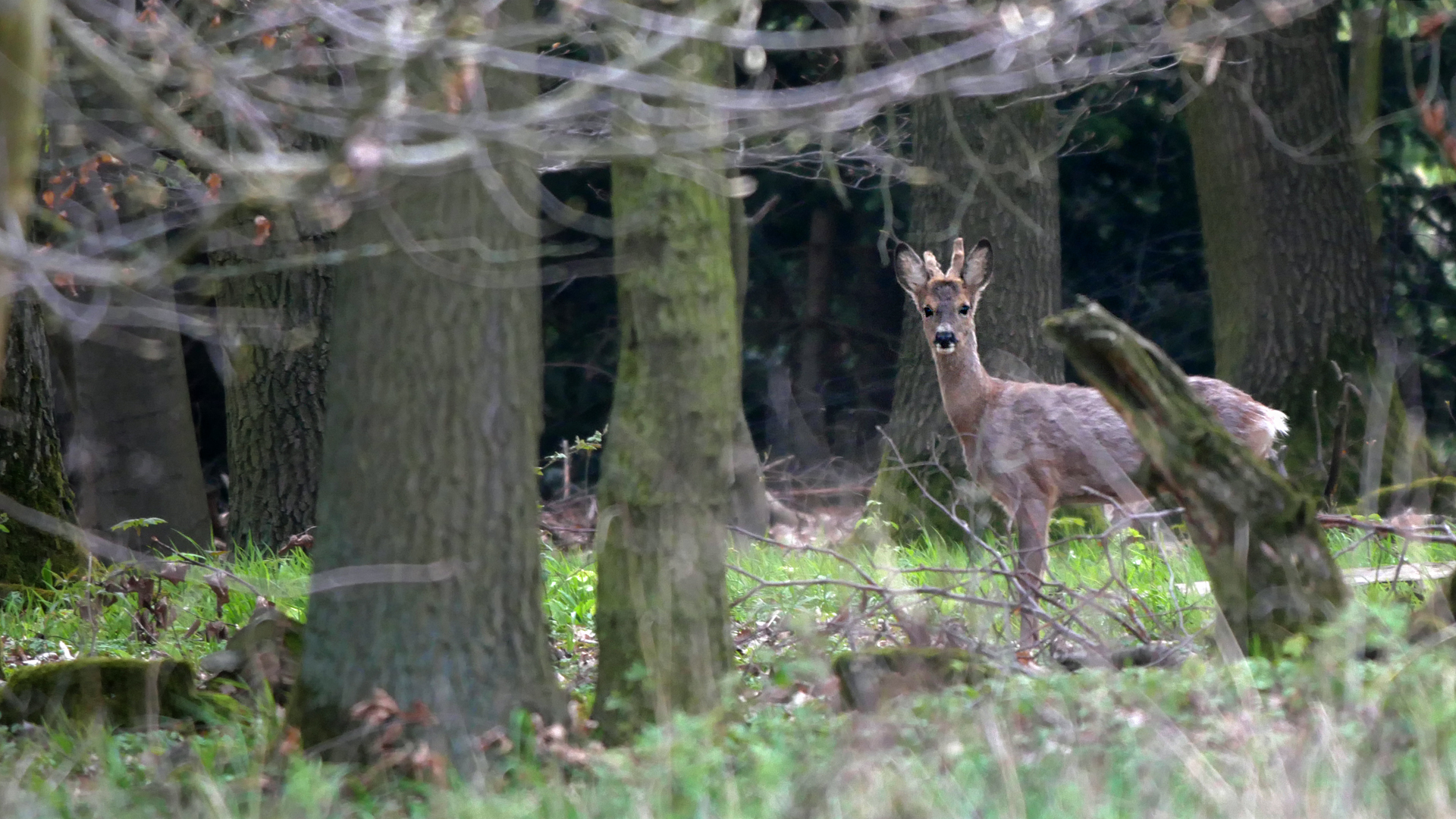 Reh im Wald